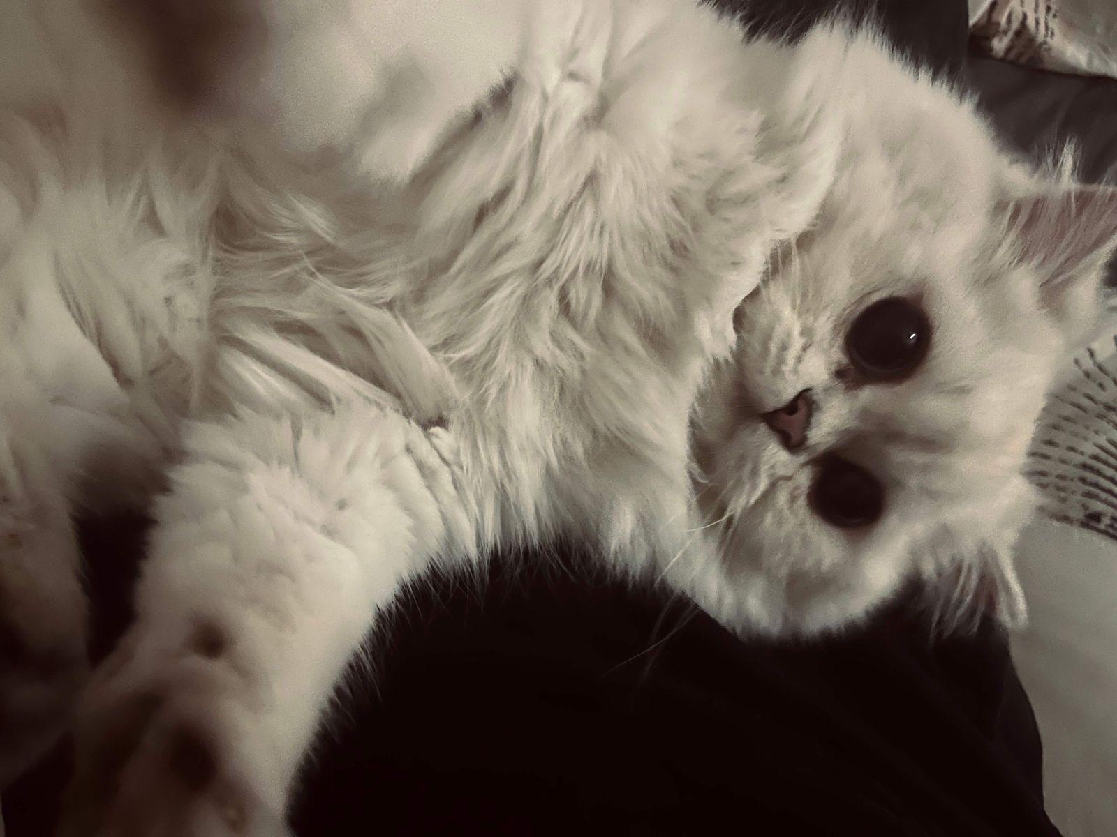 cute_nie_nie