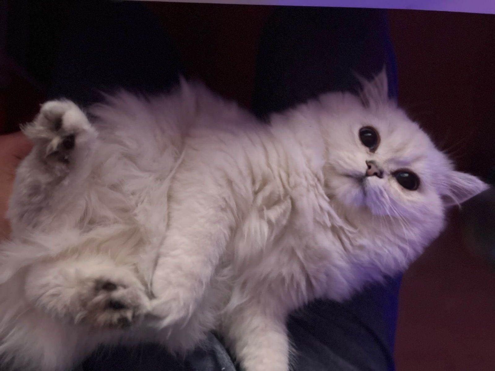 leave_my_cute_cat_nienie