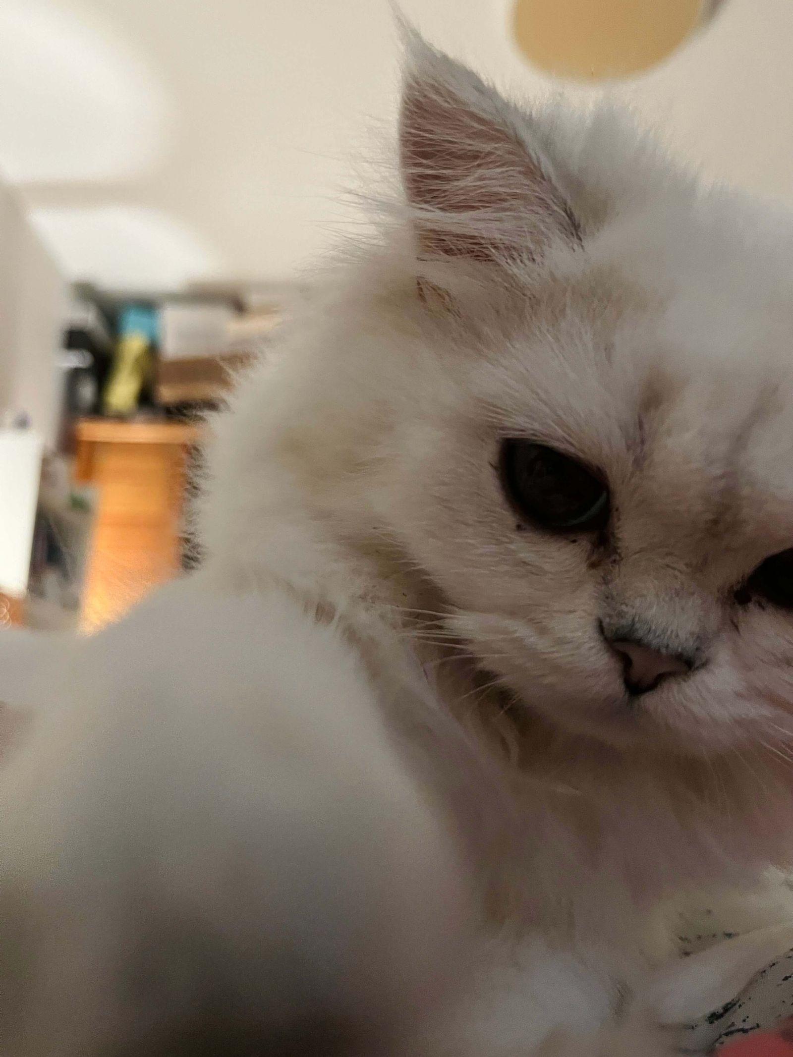 my_very_cute_nie_nie_on_bed_01