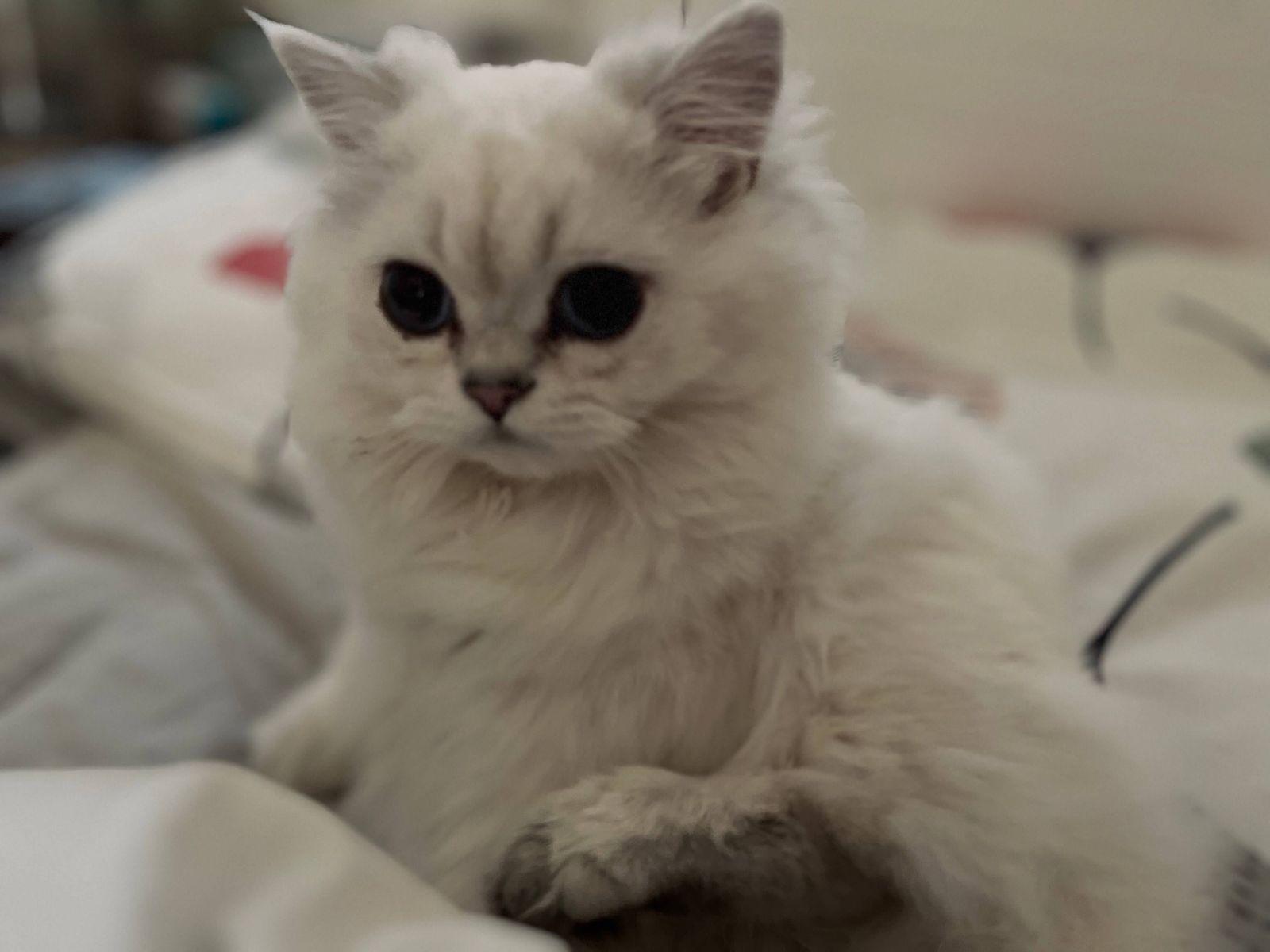 my_very_cute_nie_nie_on_bed_02