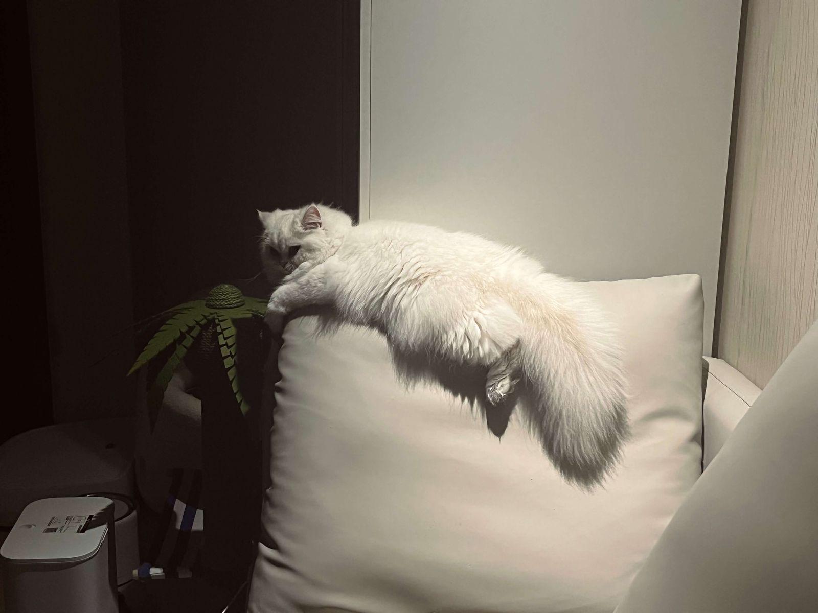 nie_nie_on_sofa