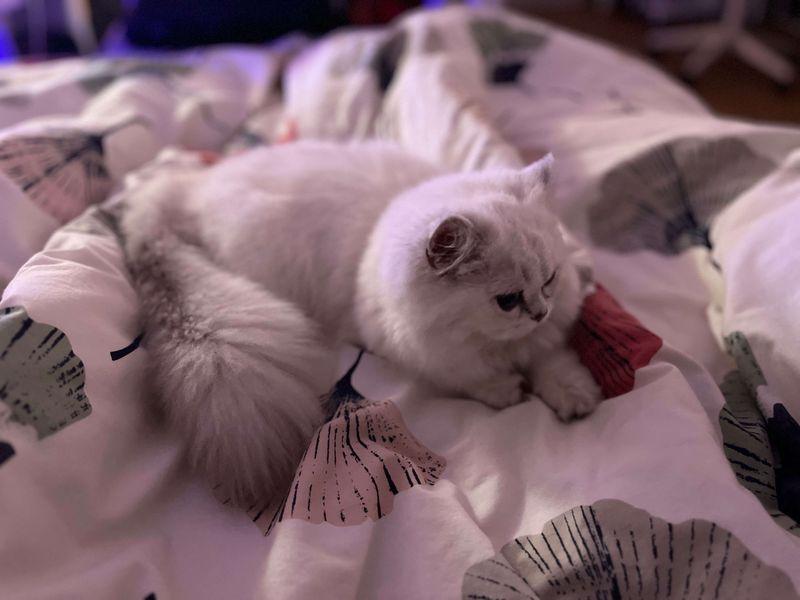 nie_nie_on_the_bed