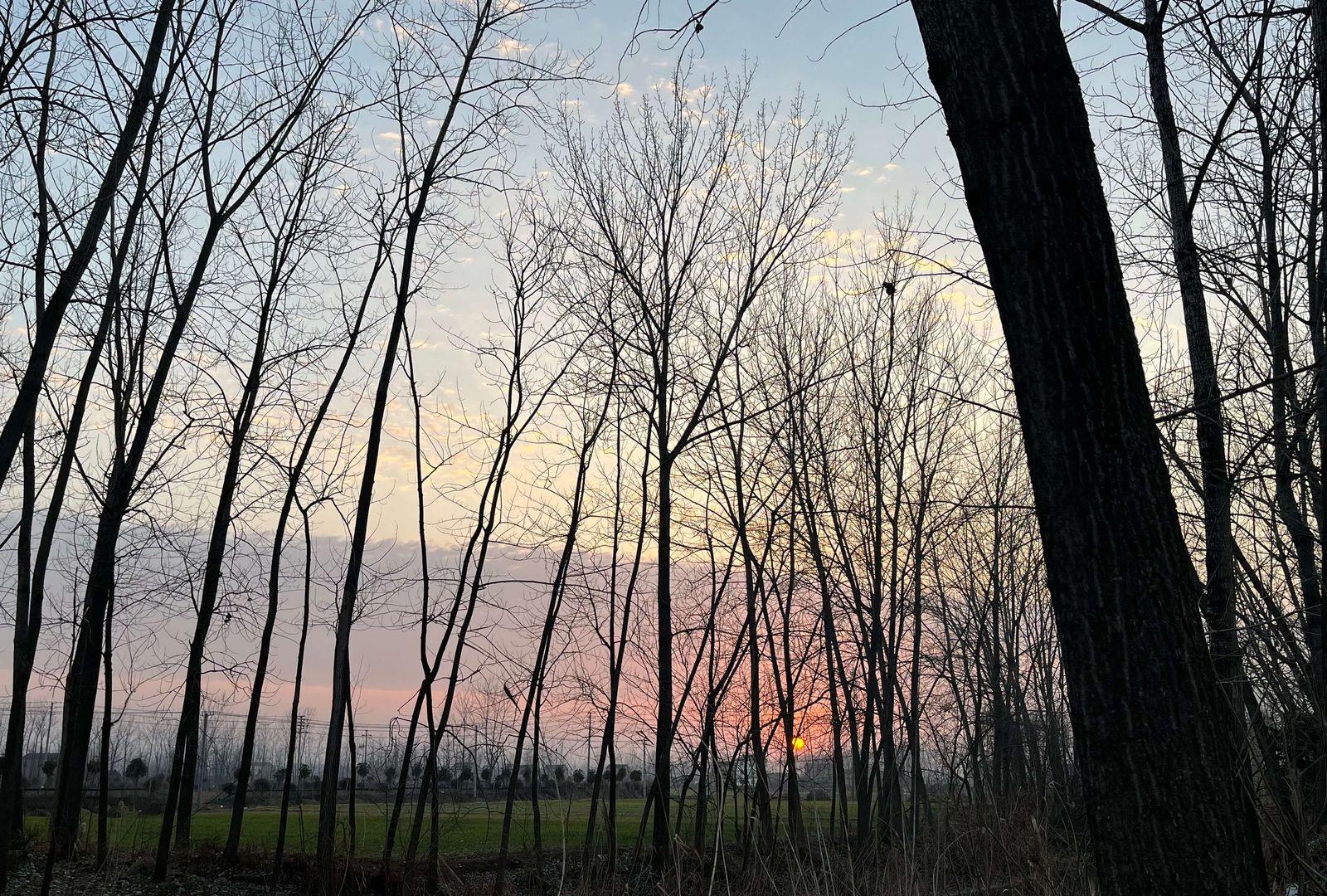 sunset_and_trees_in_jiangsu