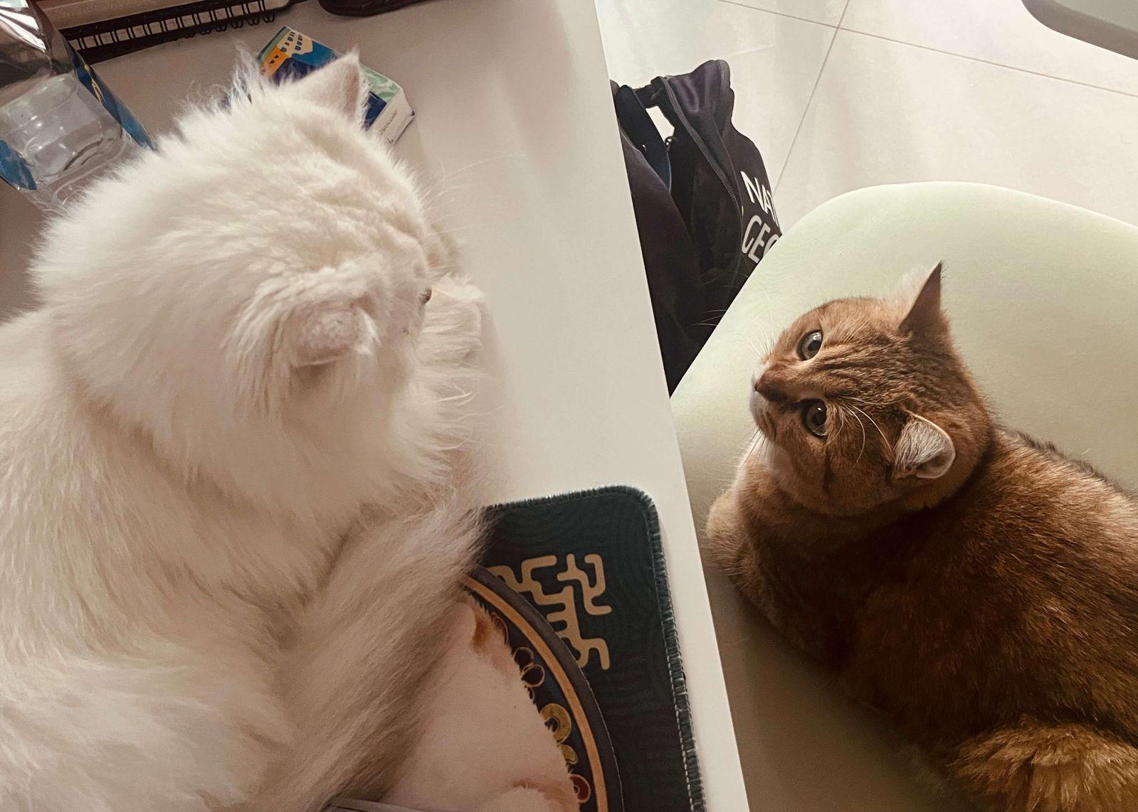 two_cats_in_beijing